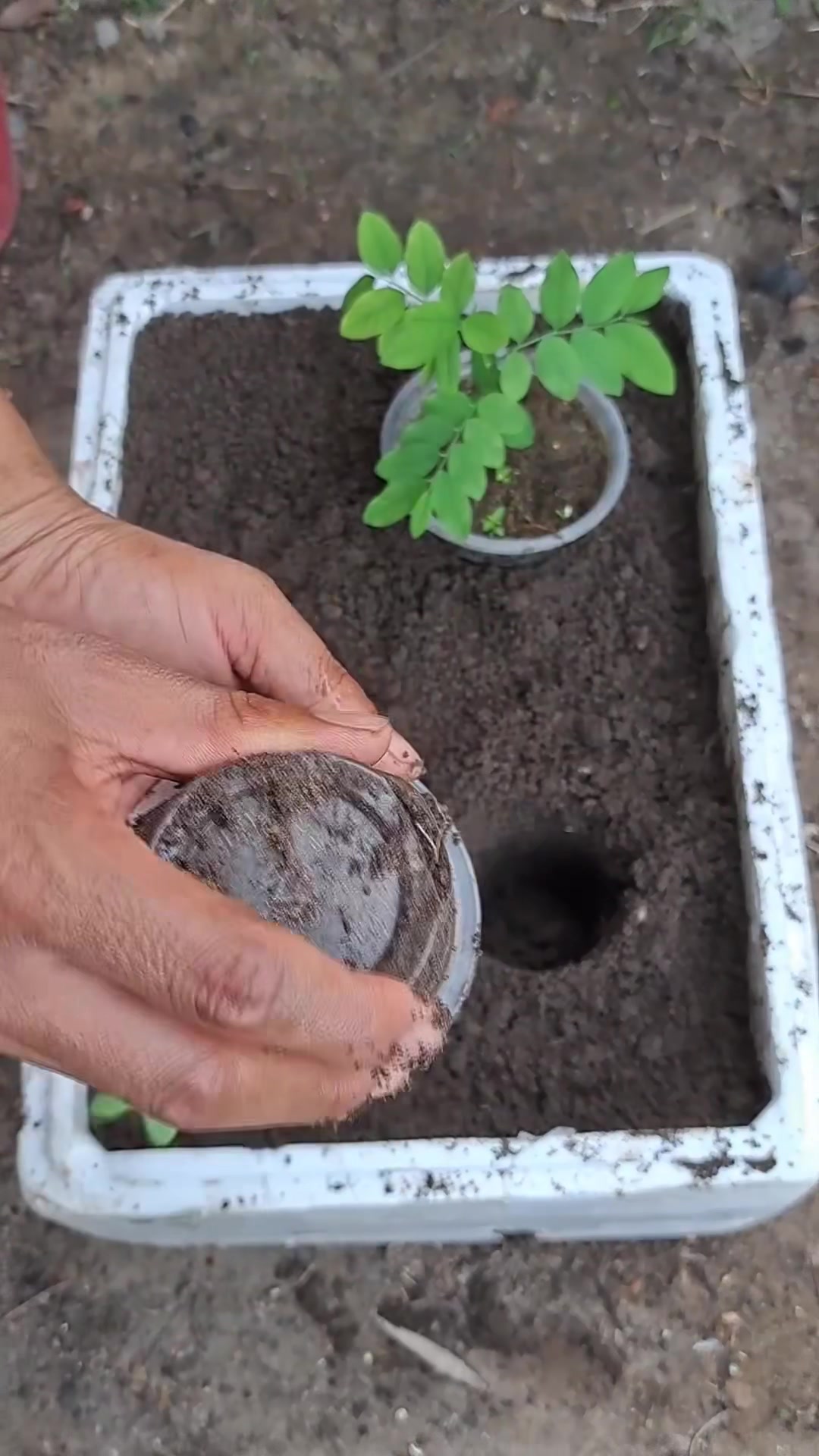@PROFESSIONALGARDENING