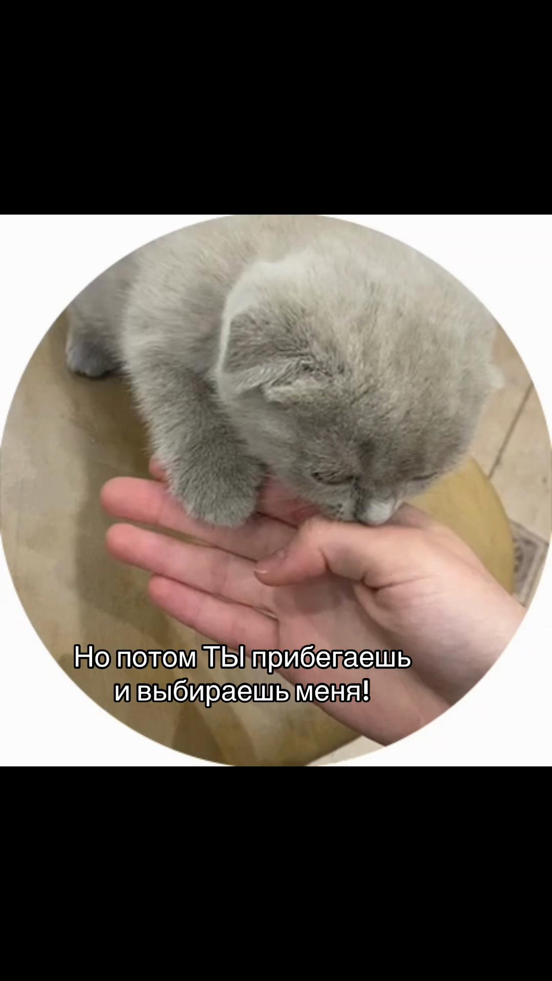 @twitch: bogyasha