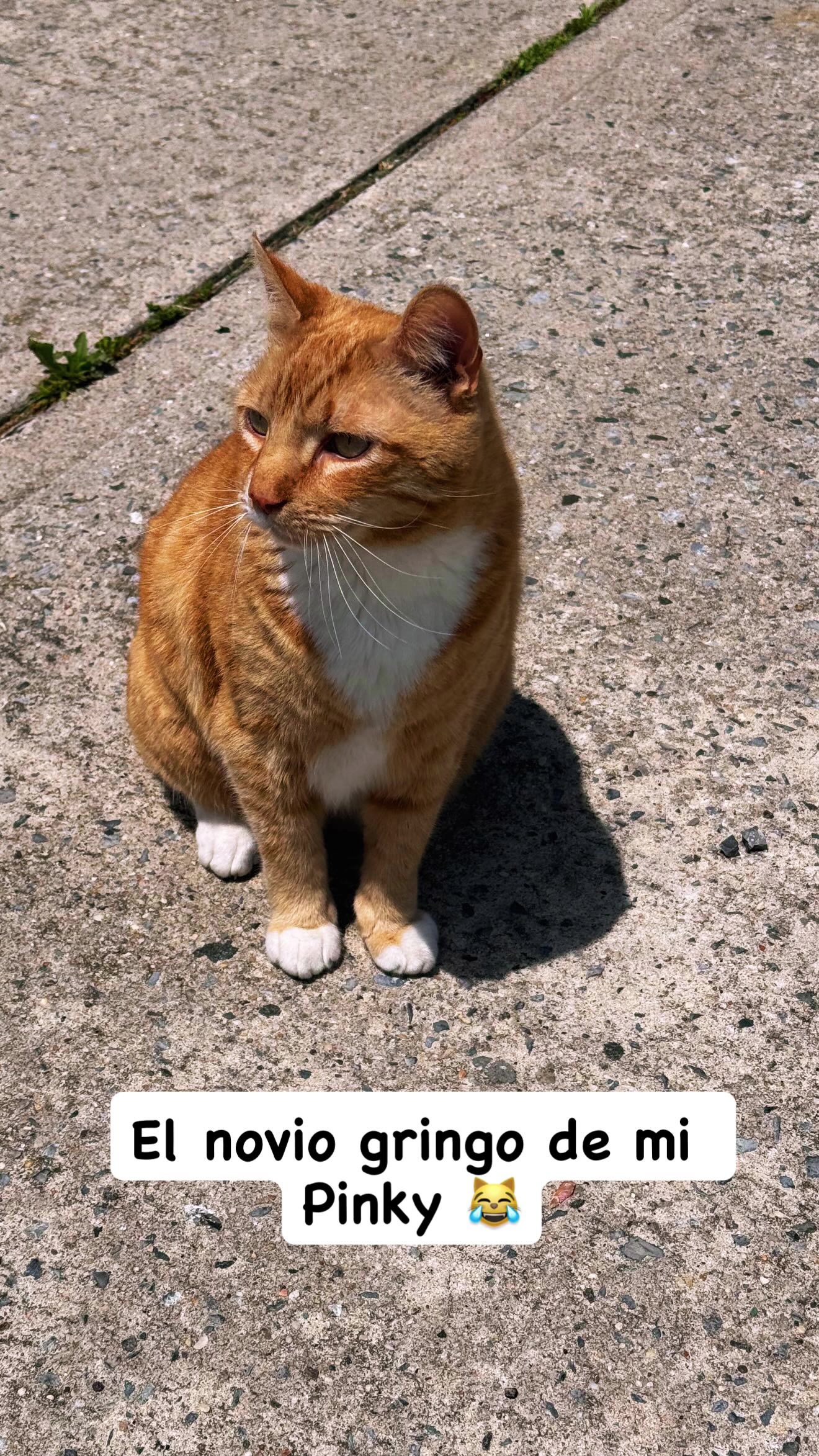 @Pinky😸&Zoe 😸& ApoloCat 😻