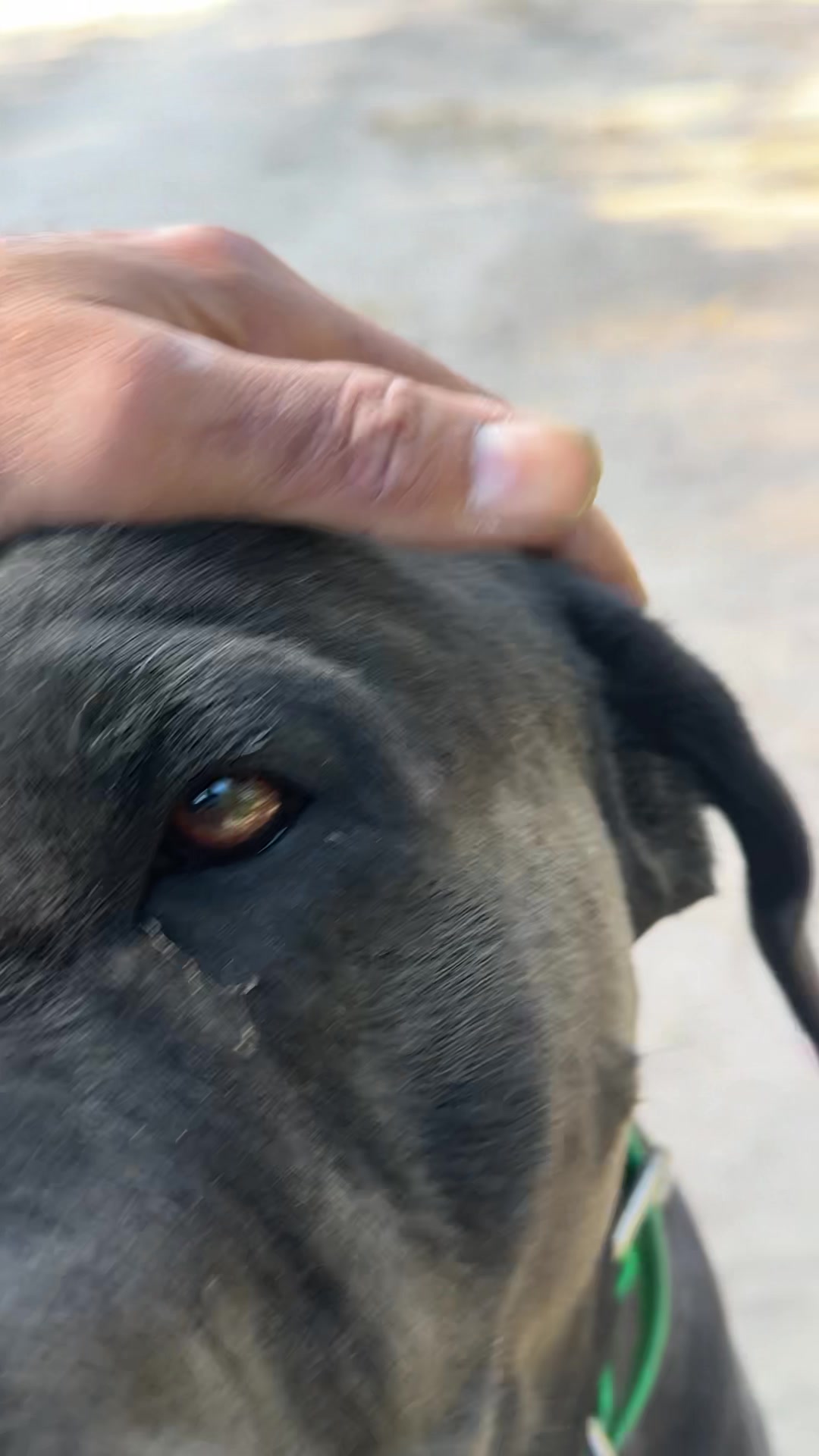 @Bigfoot Boerboels