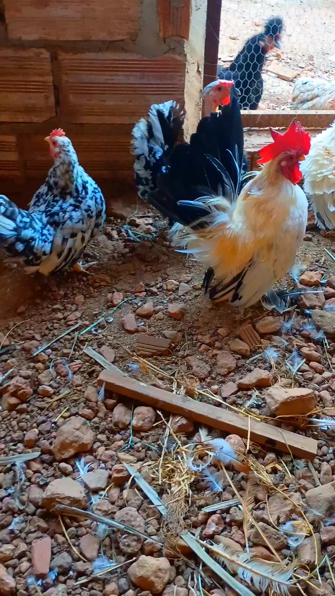 @🐔CRIAT&Oacute;RIO MZ🐓