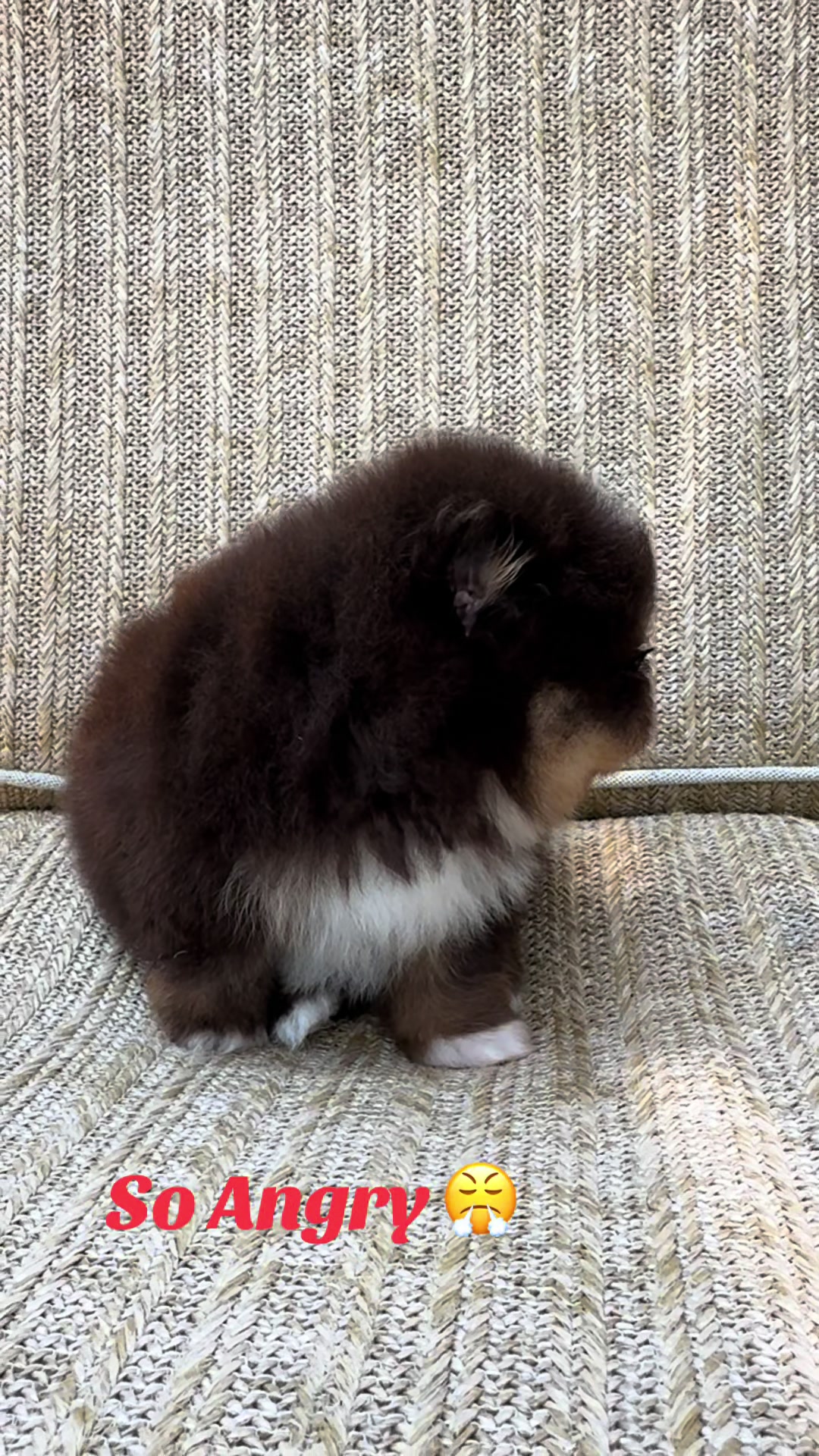 @Fingerlakes Pomeranians