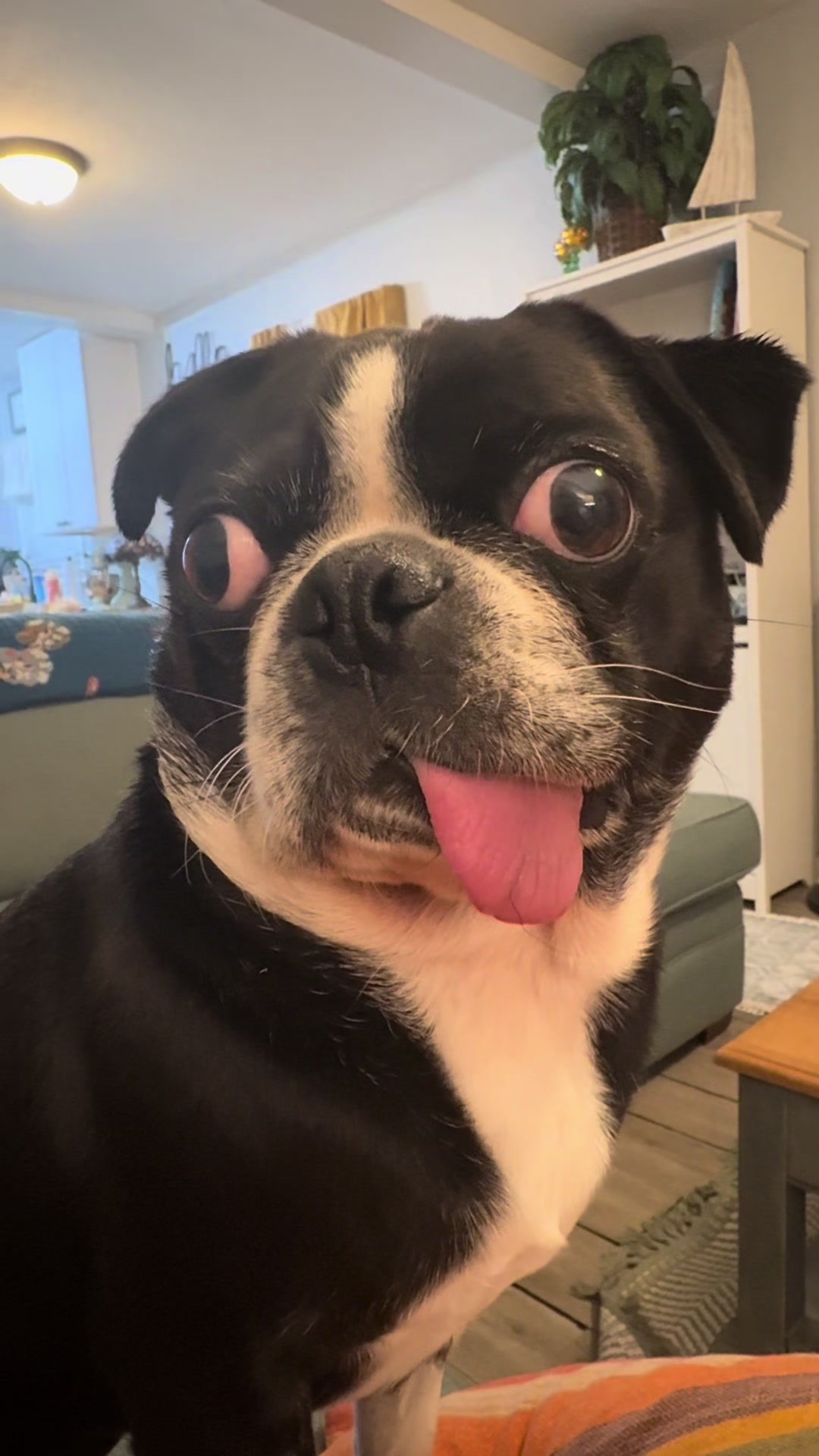 @ThreeCrustyPugs