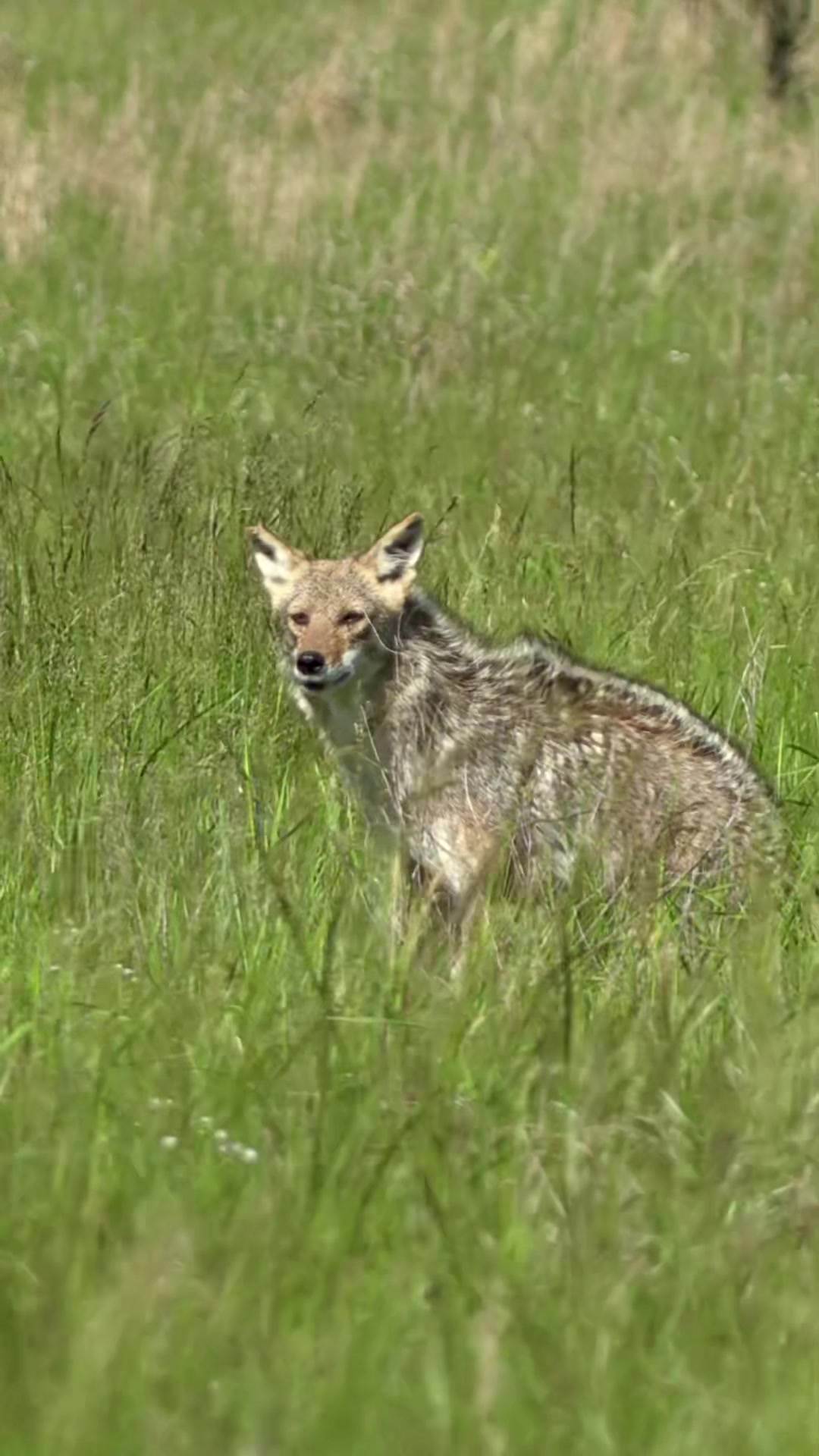 @FOXPRO Game Calls