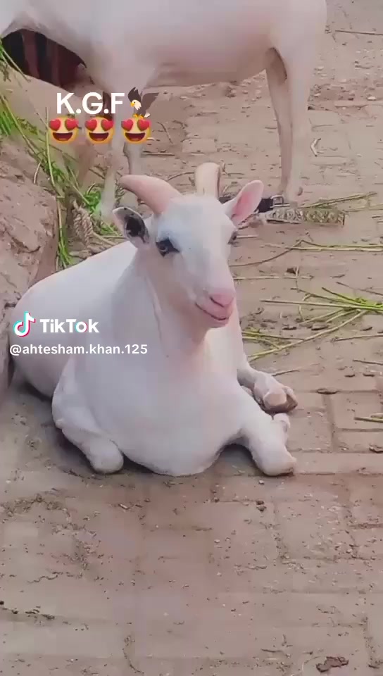 @rihan malik