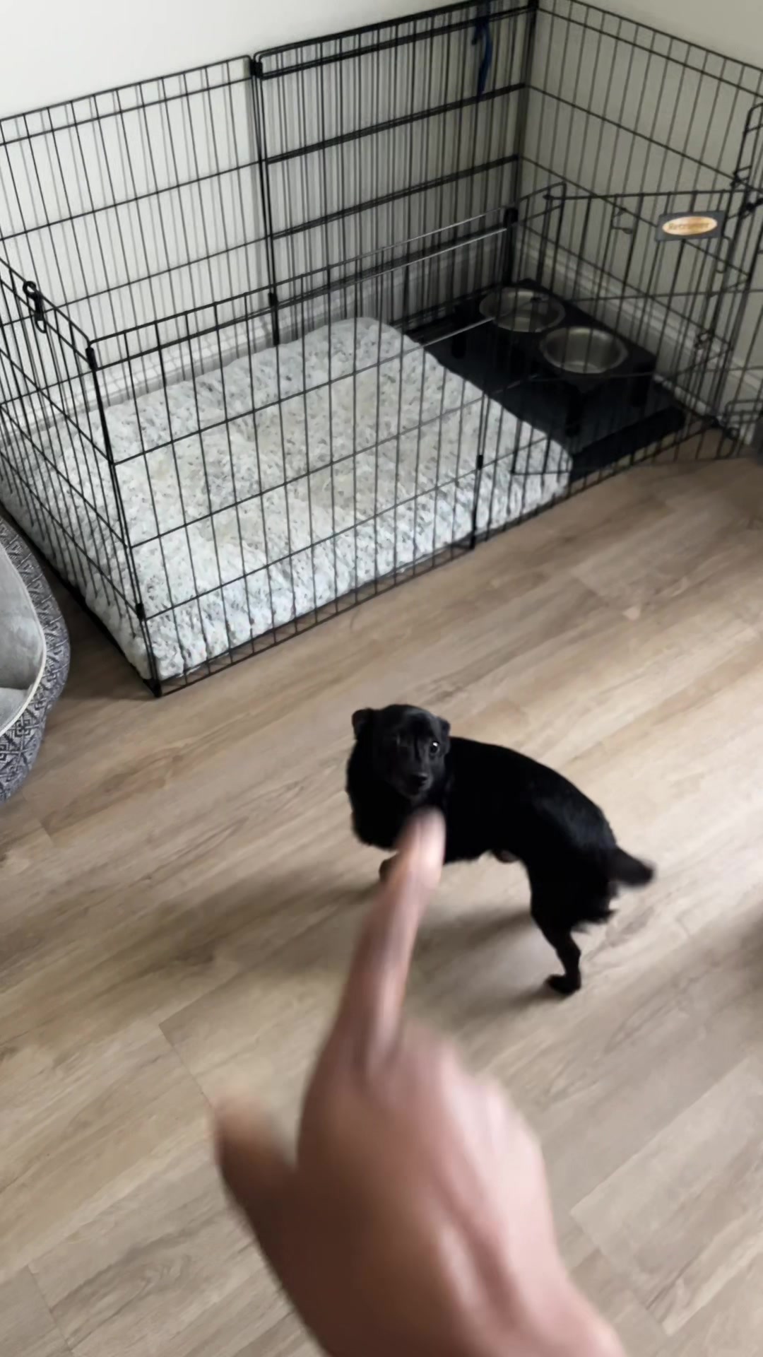 @Blackjack_Chihuahua