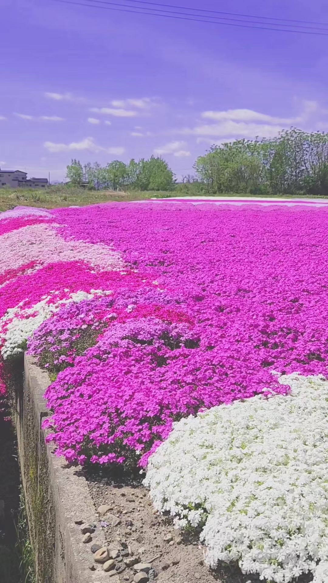 @ばっしー 東北を旅する人