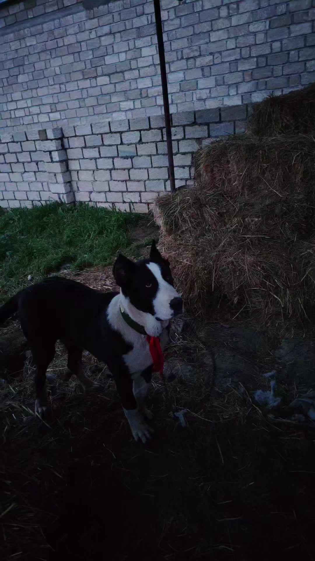 @Pitomnik_ağcabedi_volkadav.Mir