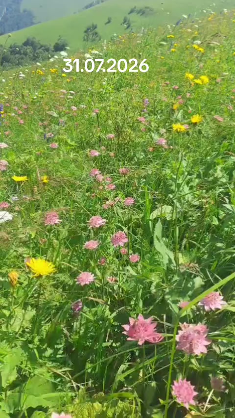 @Yaşar