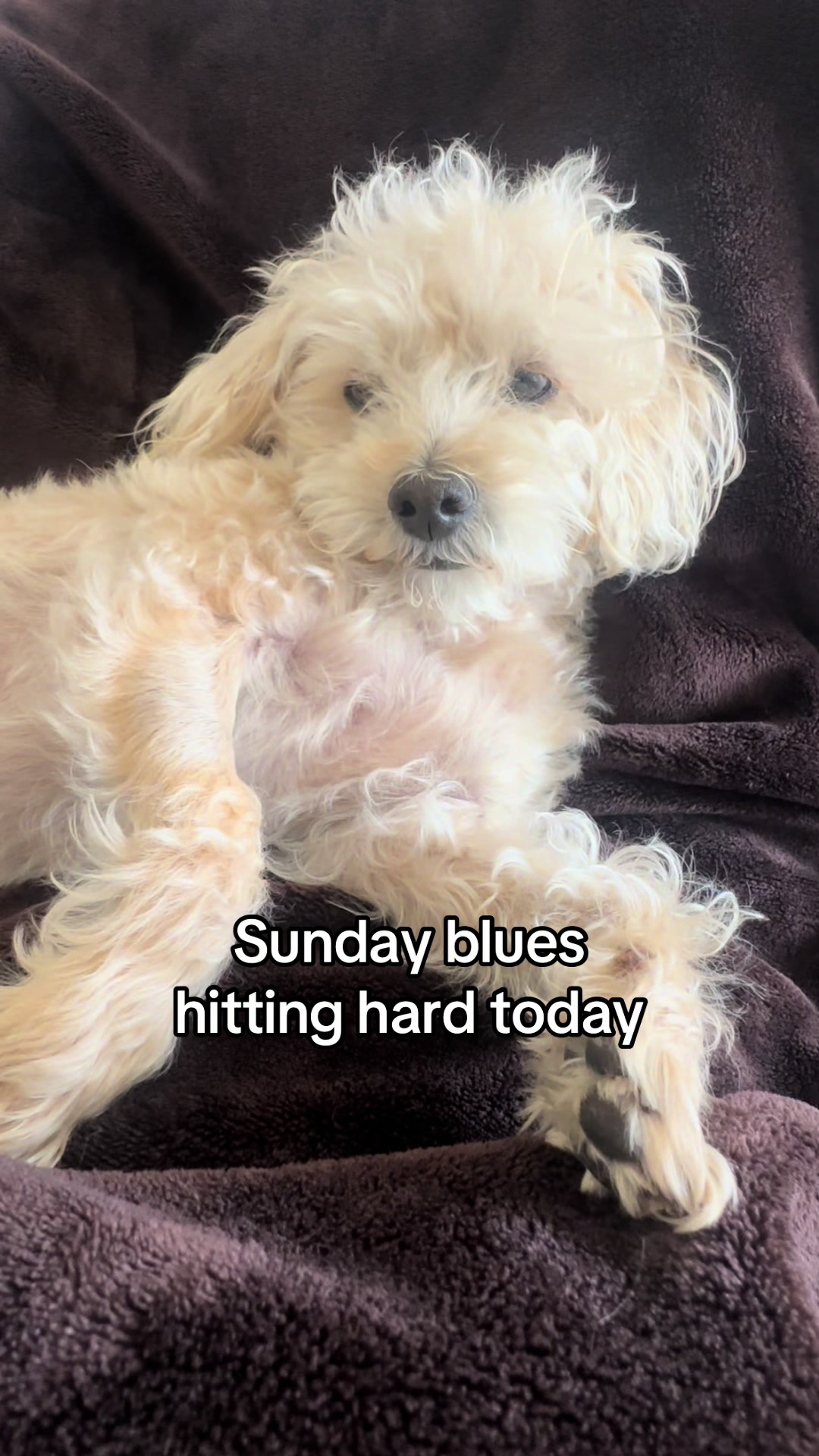 @He Was A PoodleBoi