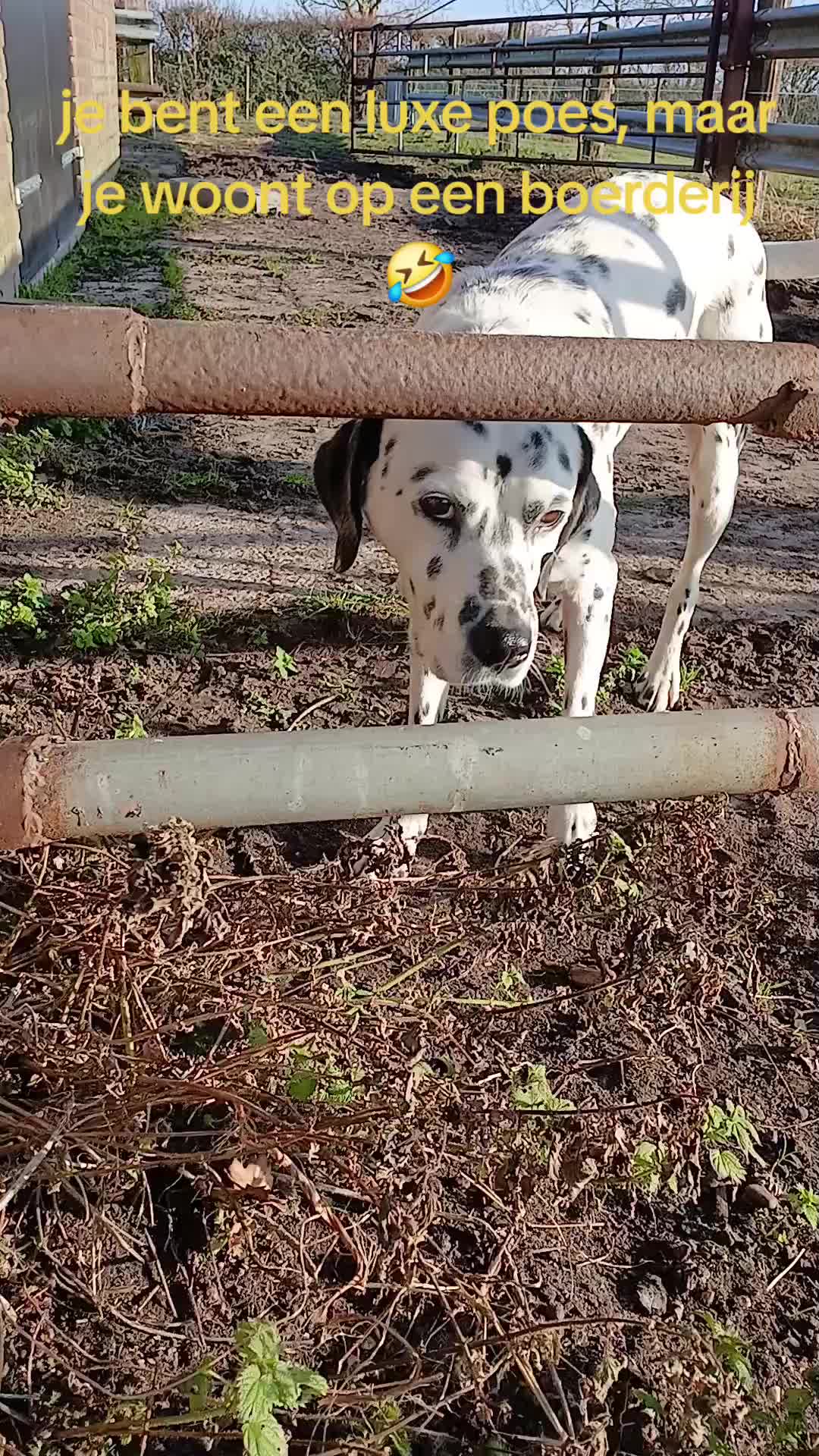 @Sjo's farmvideos
