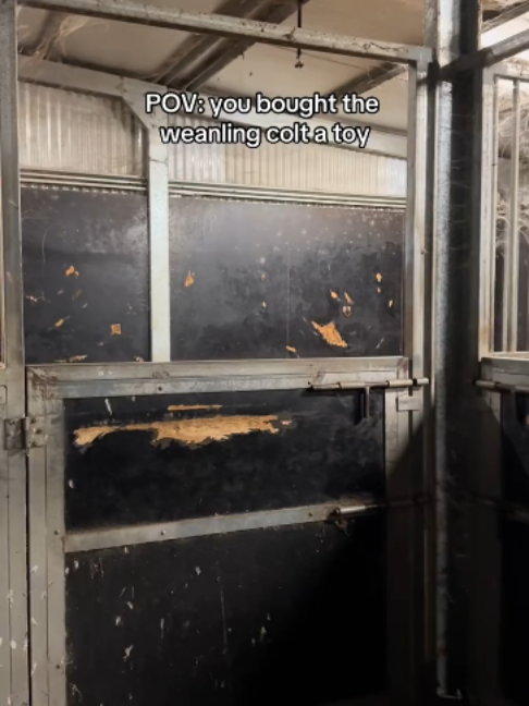@Horses TikTok