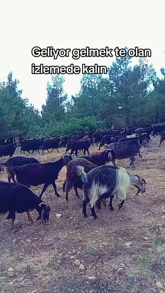 @Musacan kol