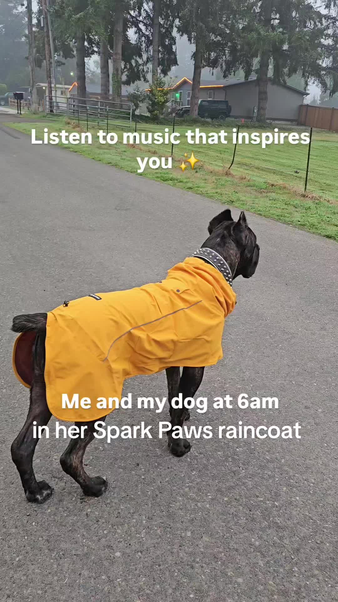 @SalmonCreekCaneCorso