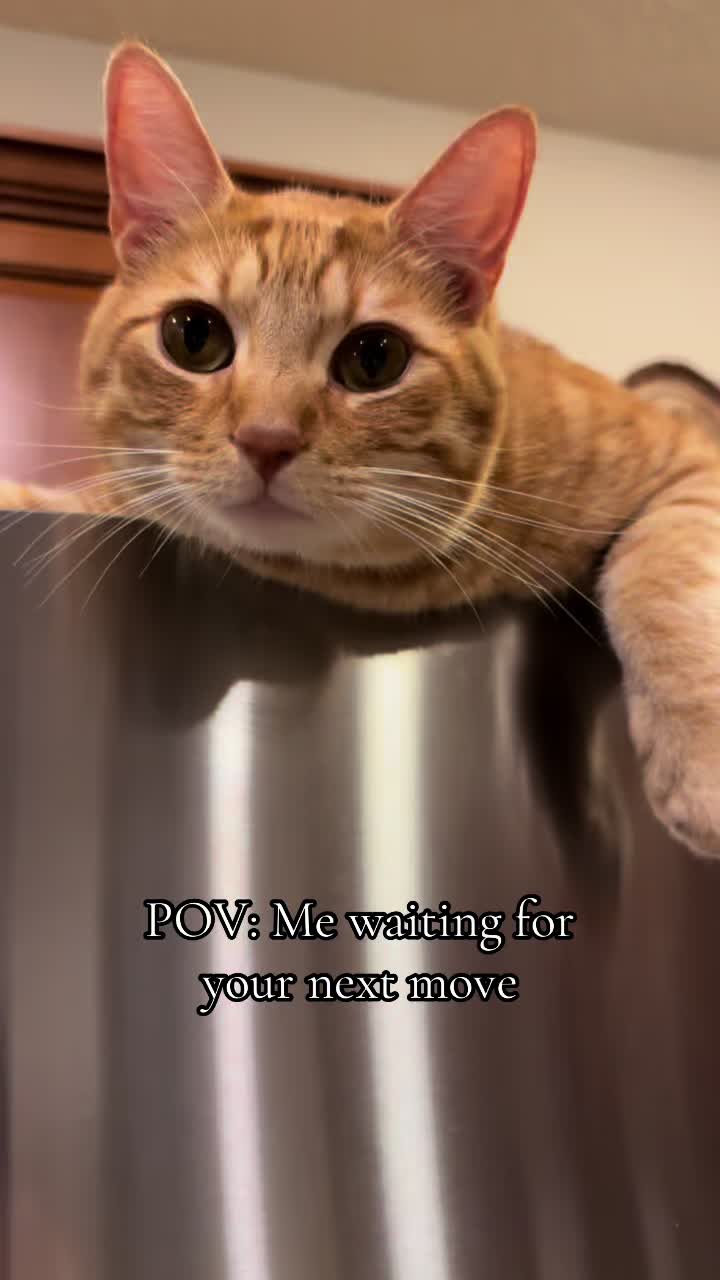@Luke & Leia Catwalker