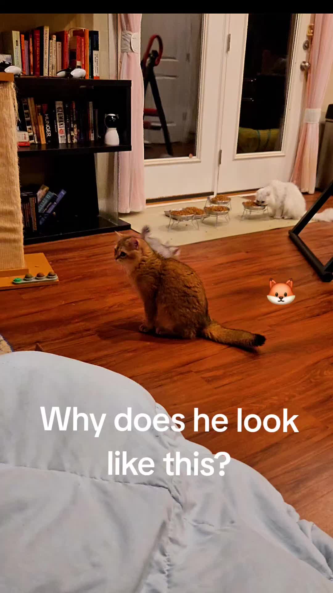 @Brittany Beauties Kittens