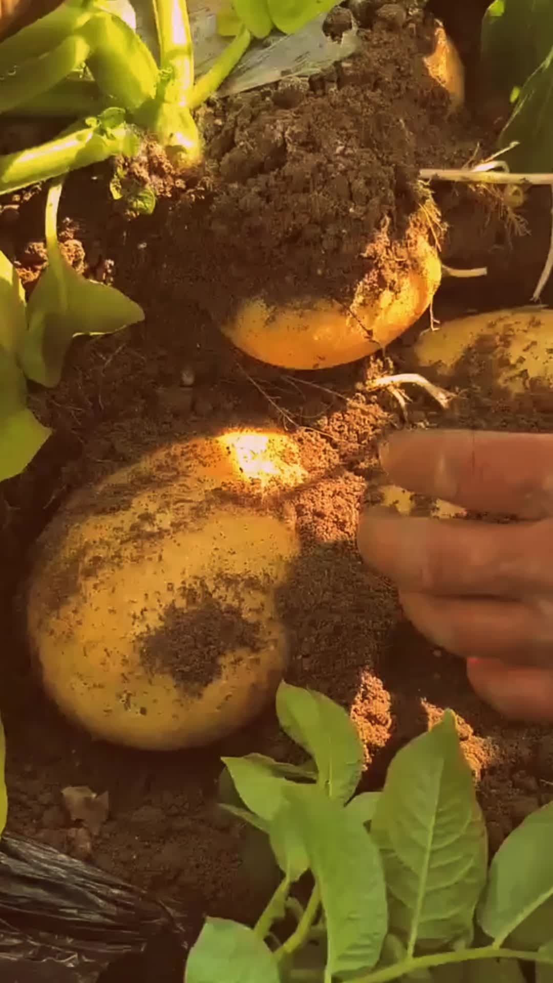 @Remedios Naturales