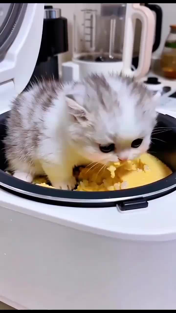 @Cat Love