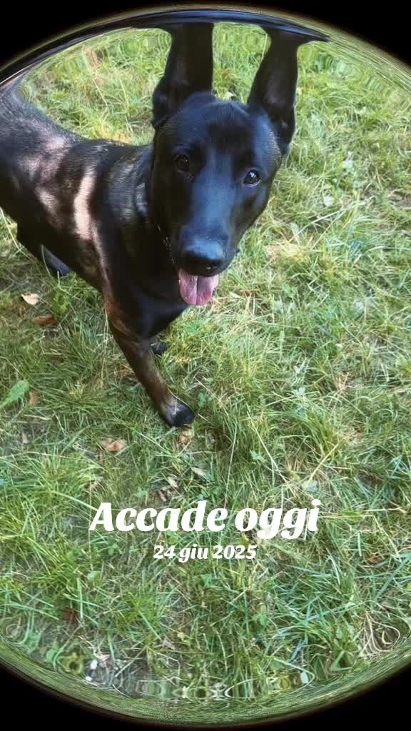 @ULLR&HEL Malinois