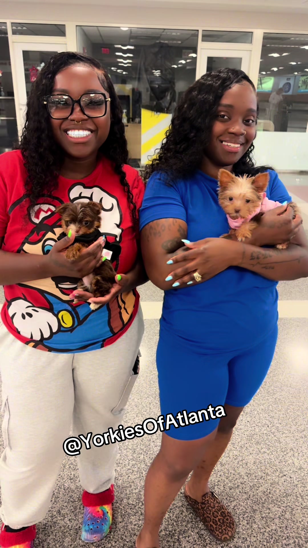 @Yorkies Of Atlanta