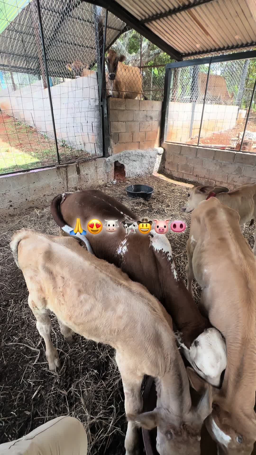@Rony Zavala
