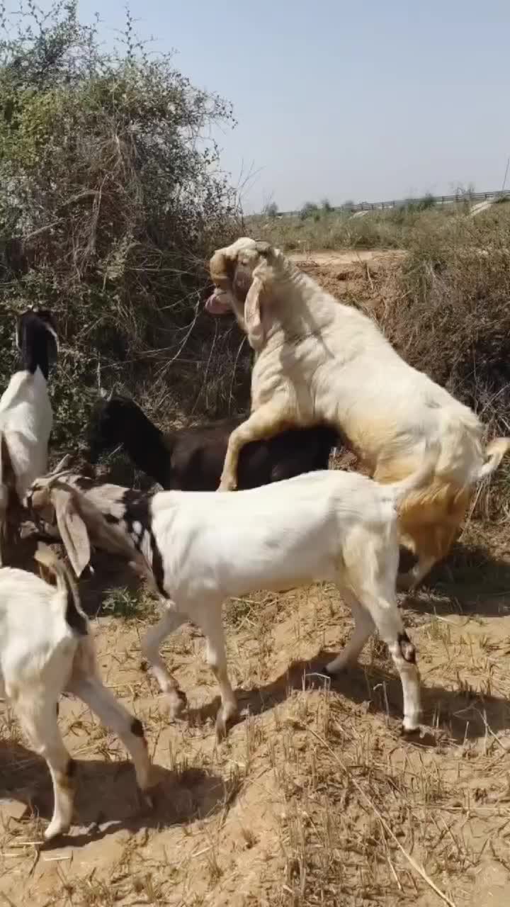@Animal power