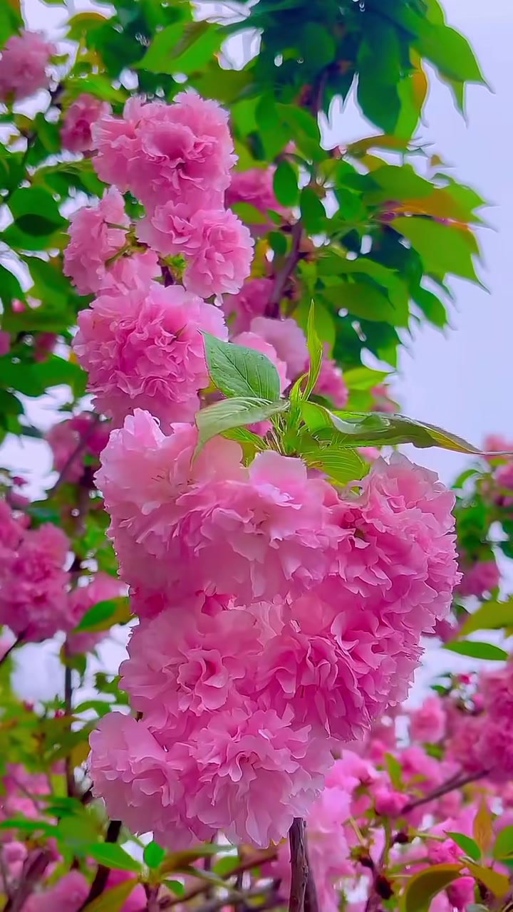 @jadegardenia1