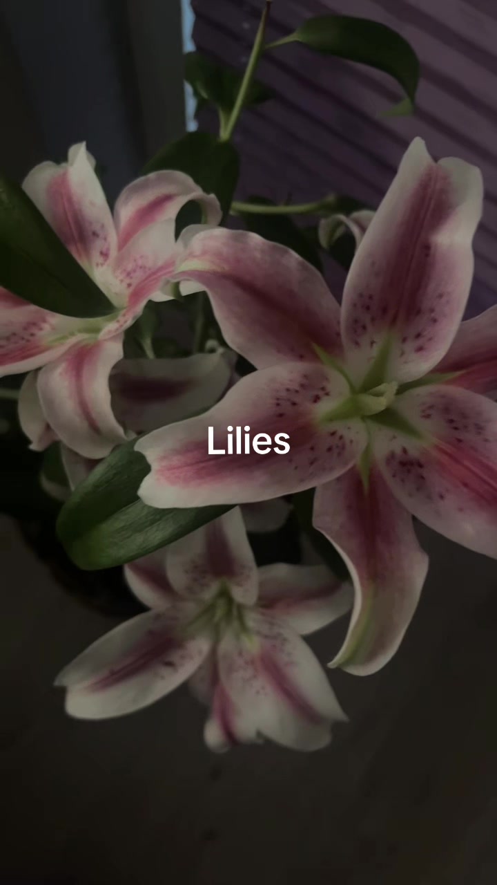 @Emma ᥫ᭡