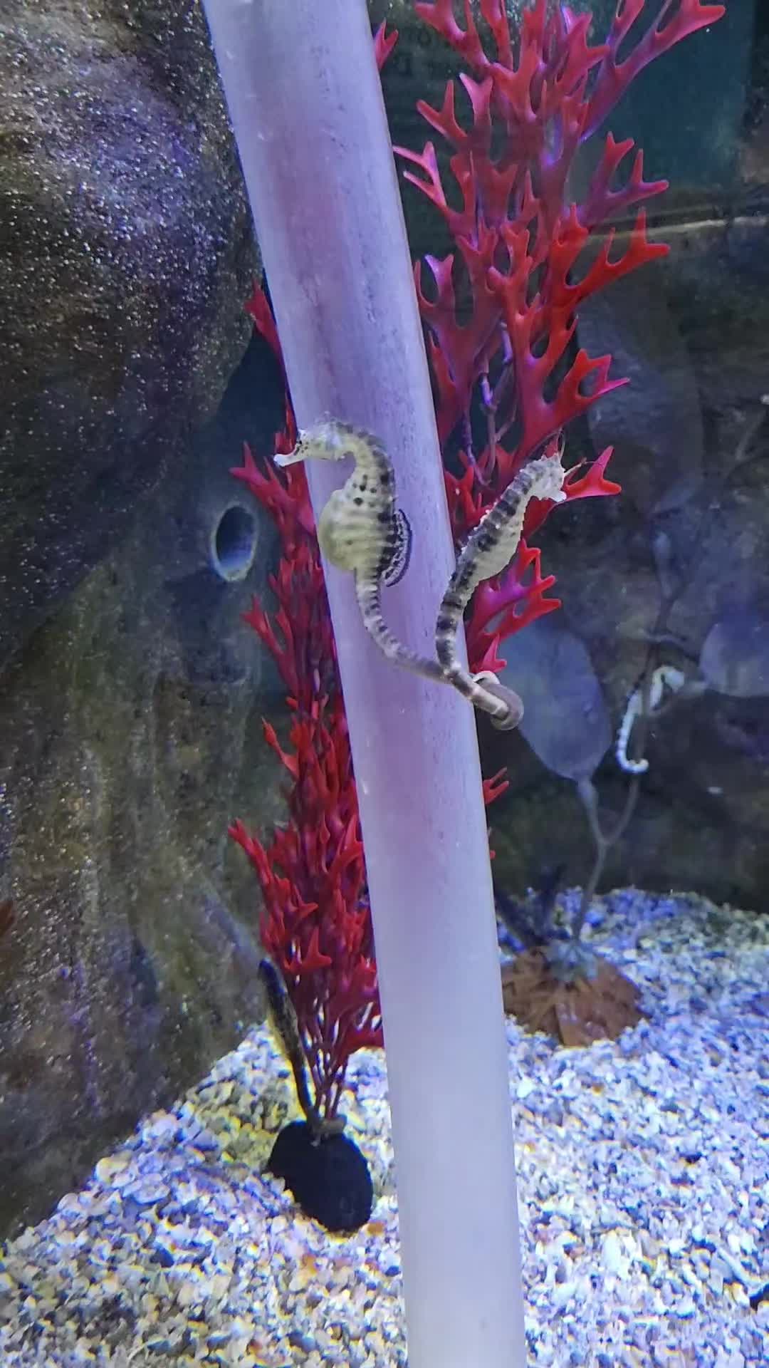 @Cuttle Aquarist