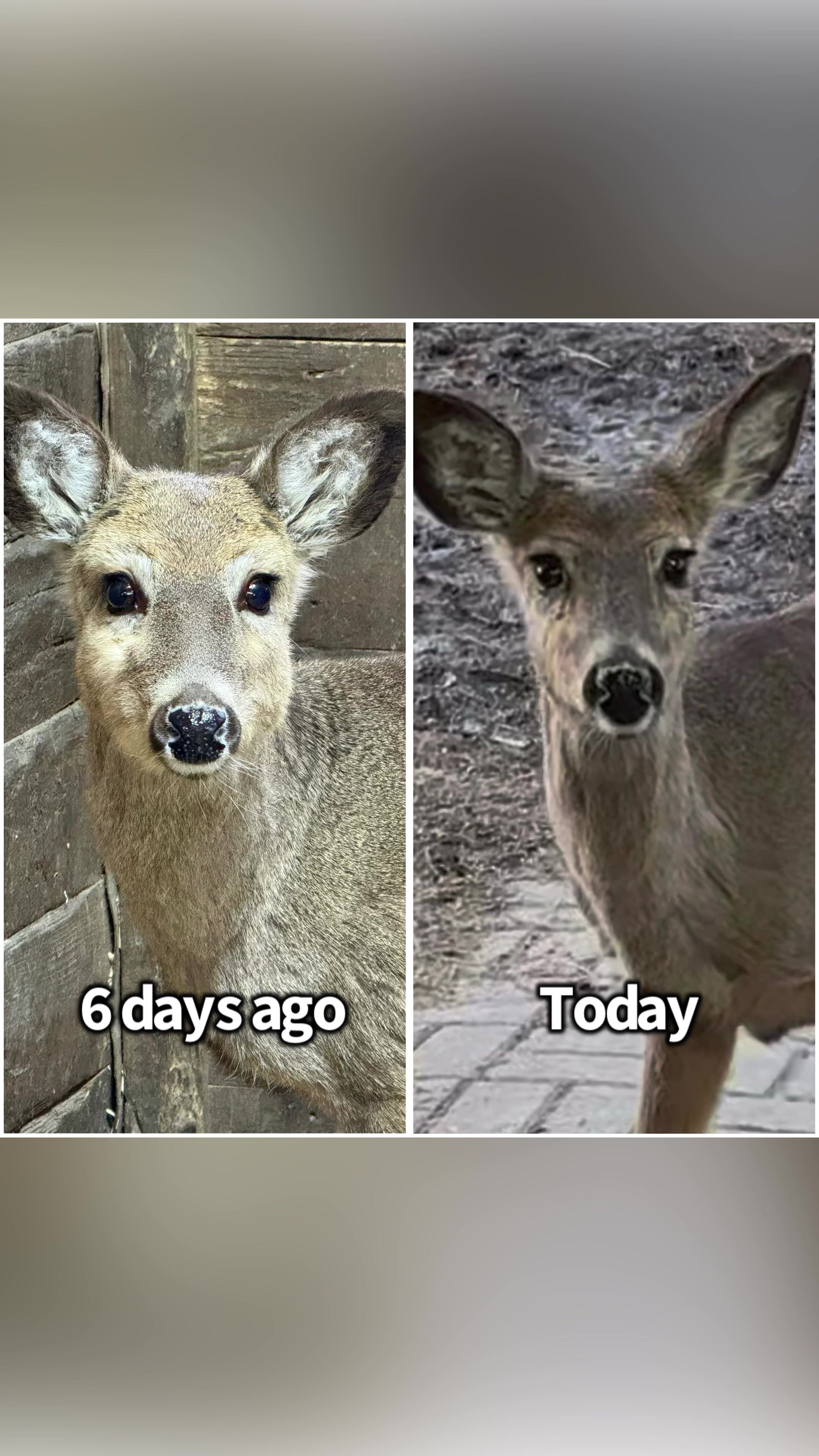 @Fuzzy Fawn Wildlife