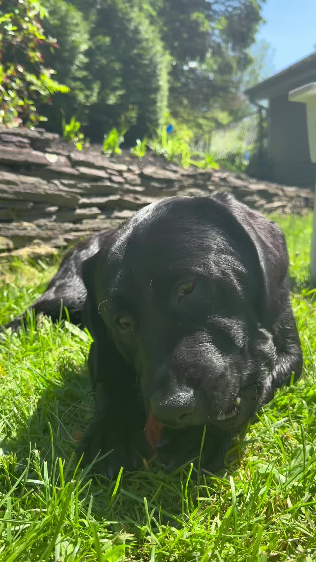 @DennisTheBlackLab