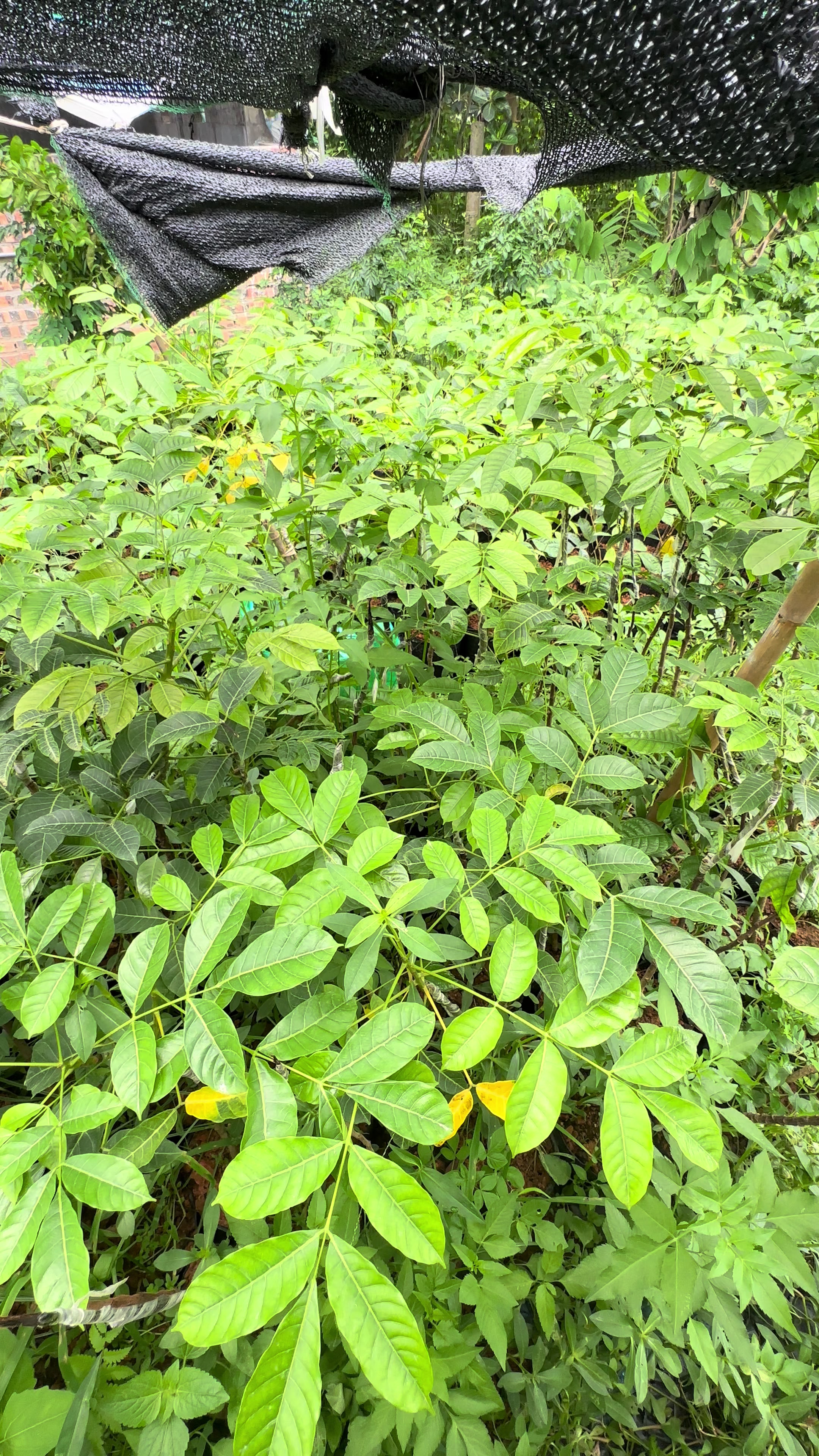 @Nhà Vườn Vũ Mai