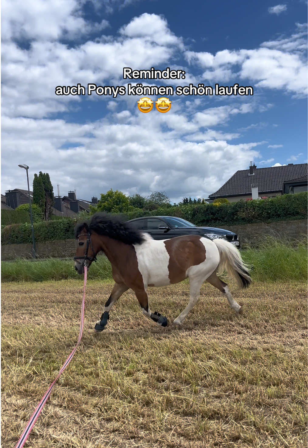 @romeo und das schaf