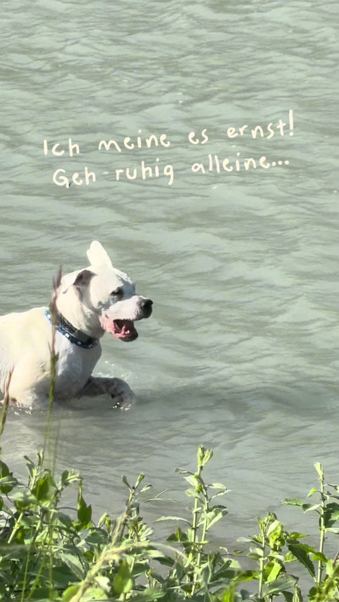 @MaSa, Louis & die Pferde