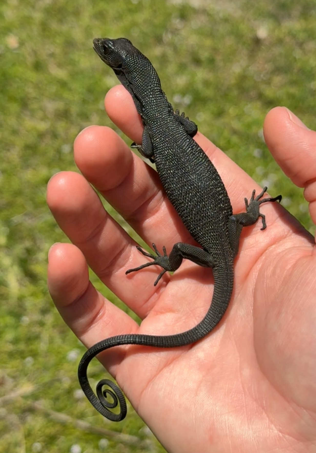 @Rhetts Exotic Pets