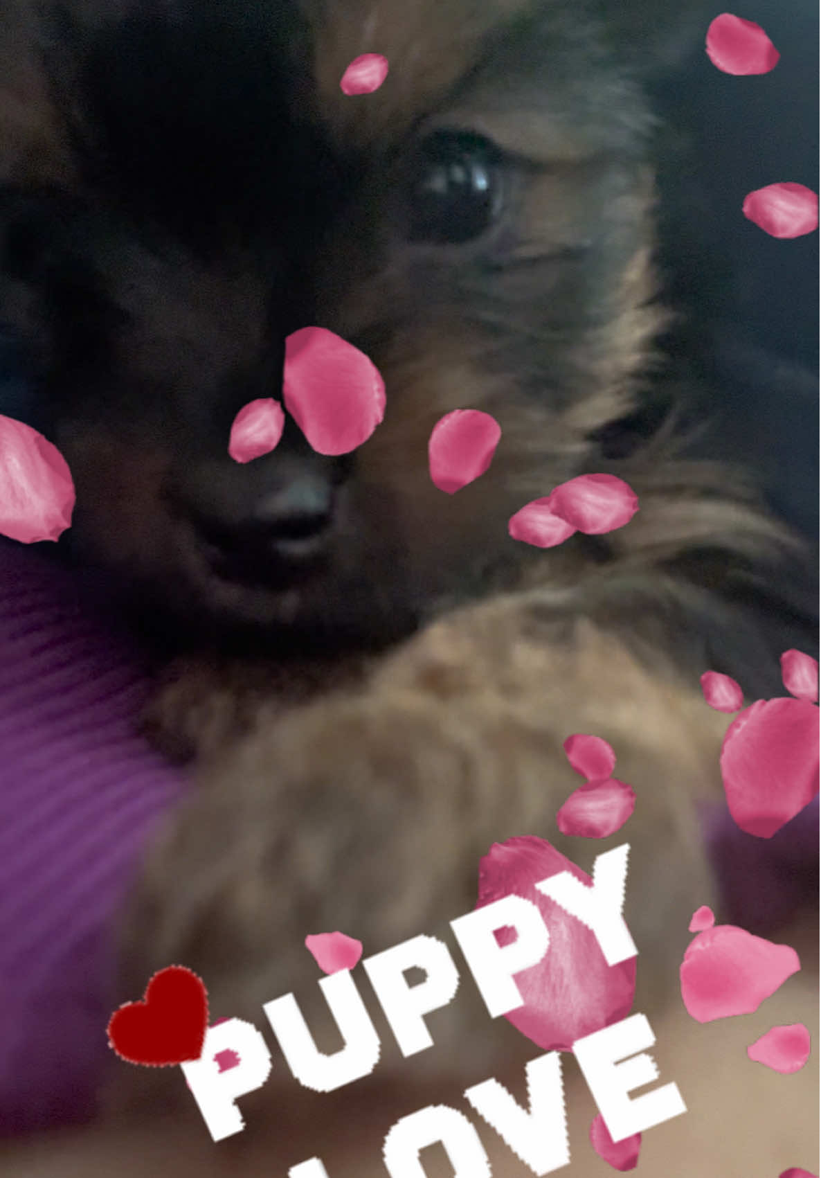@RedBeautyYorkies🐾
