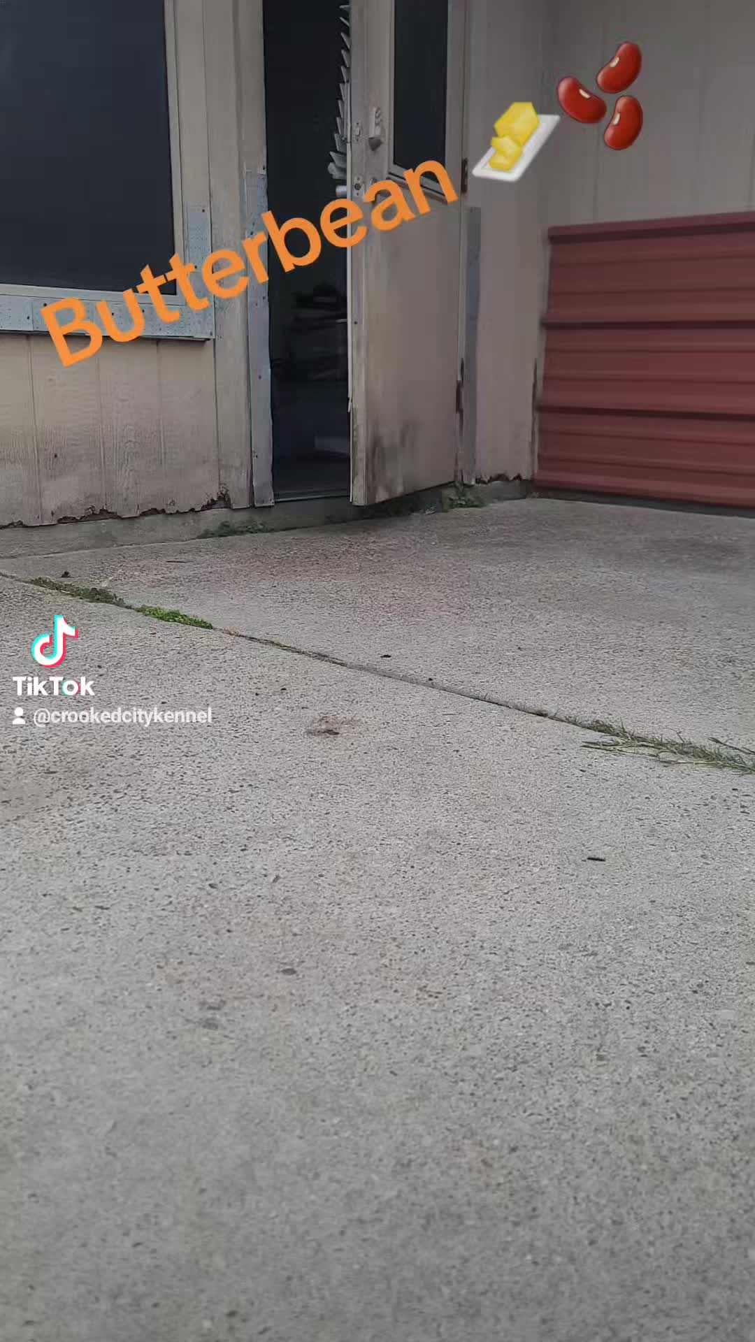 @Crookedcitykennel