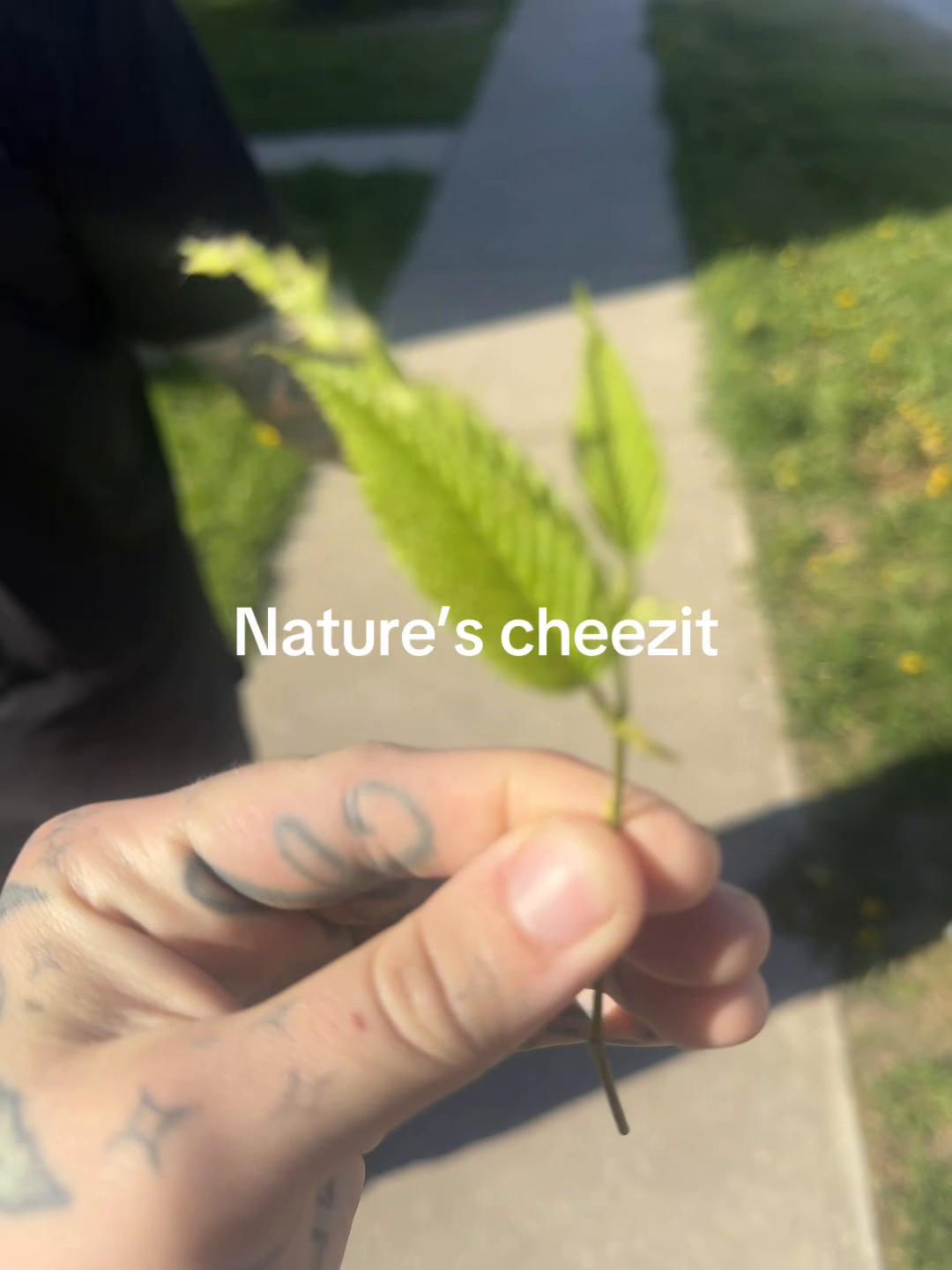 @Aurora