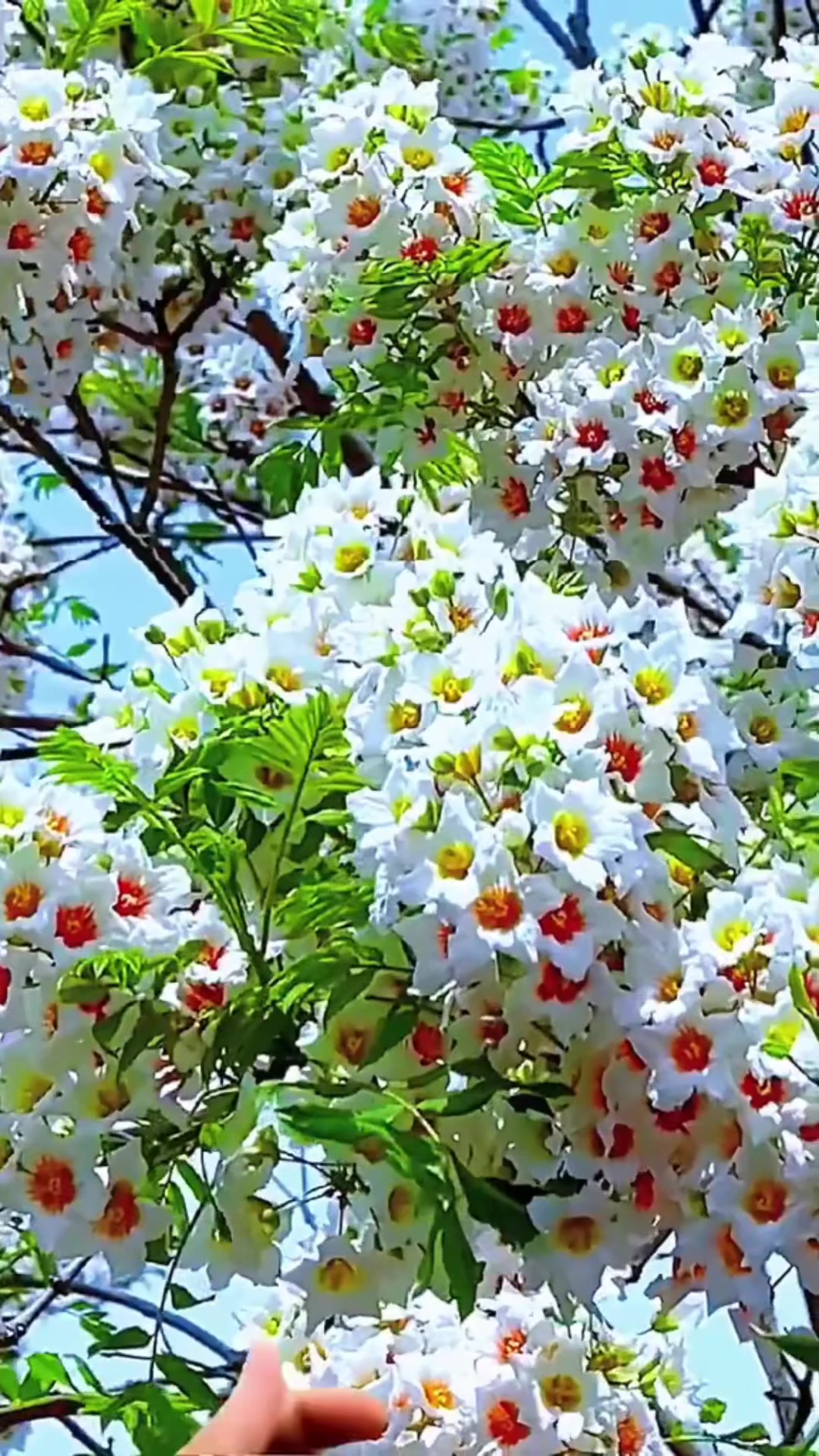 @ᰔᩚAliciaᰔᩚ