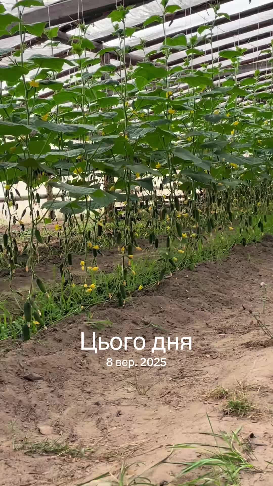 @Vadim_