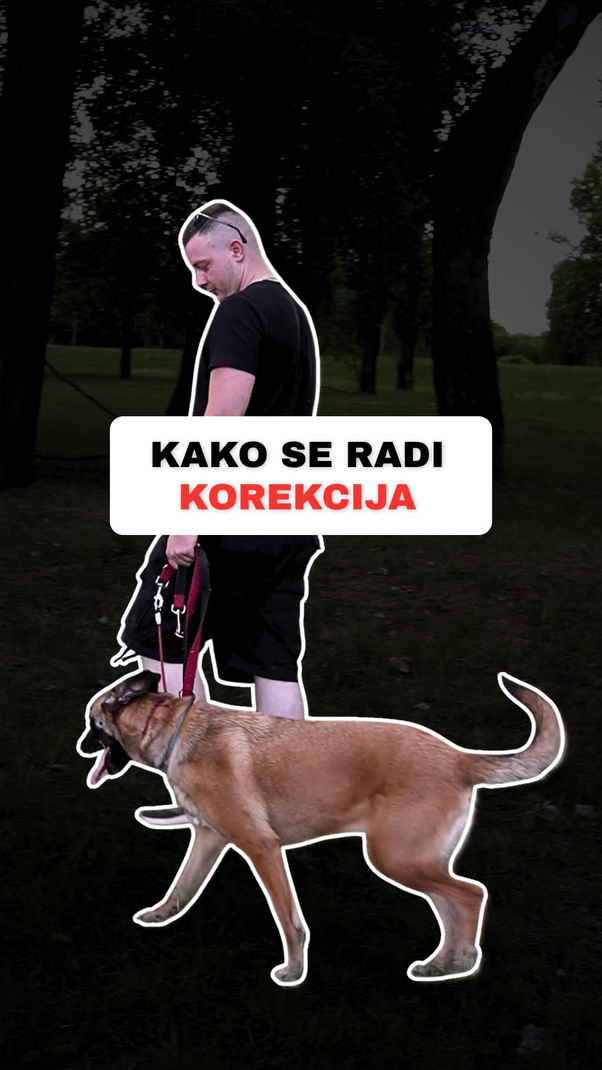 @superdog.akademija