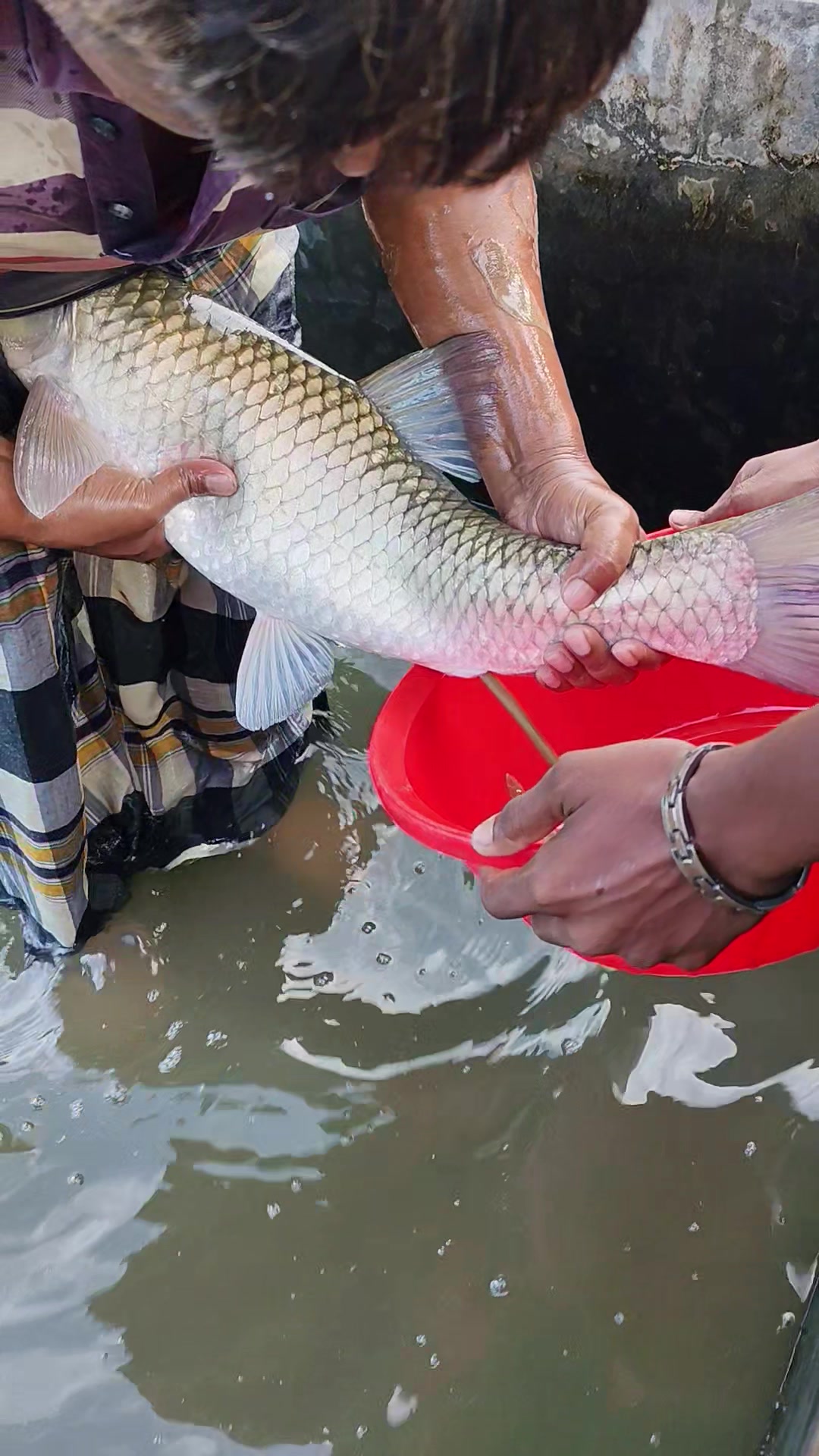 @Fish Lovers Bangladesh
