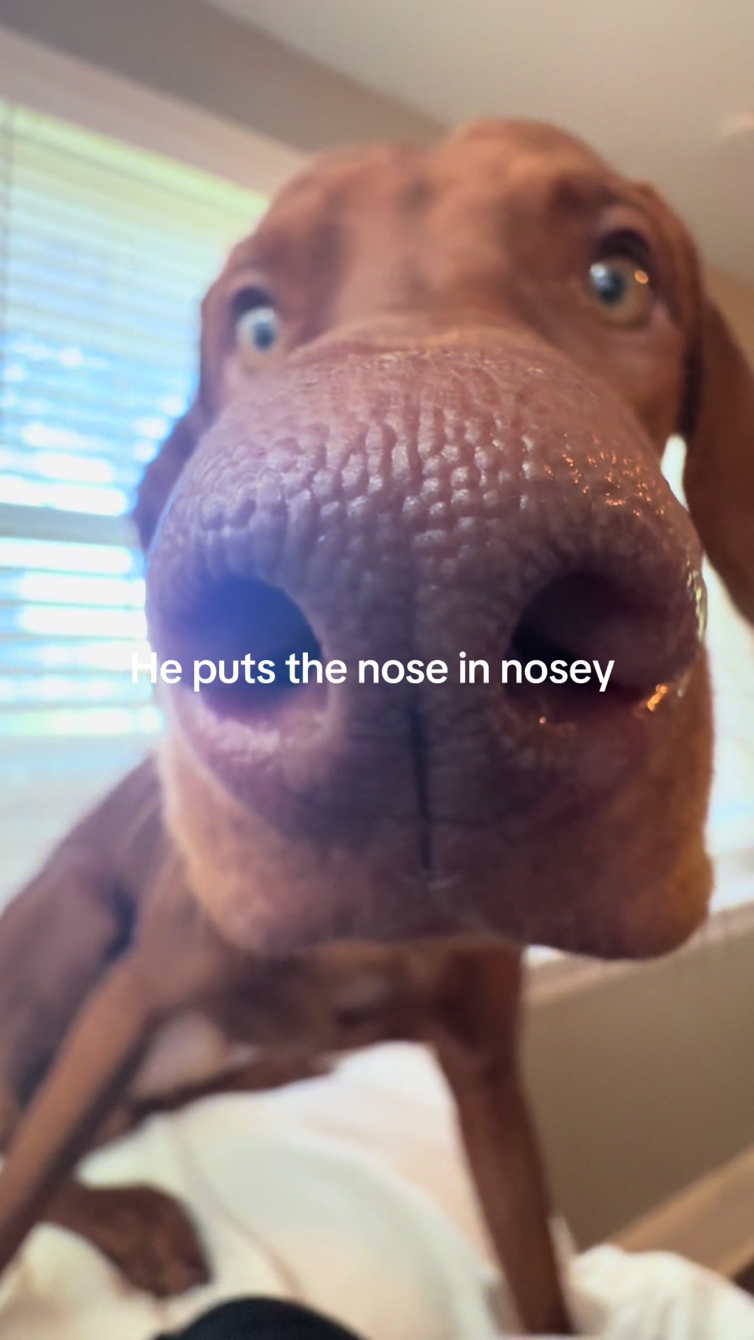 @Tycho the vizsla