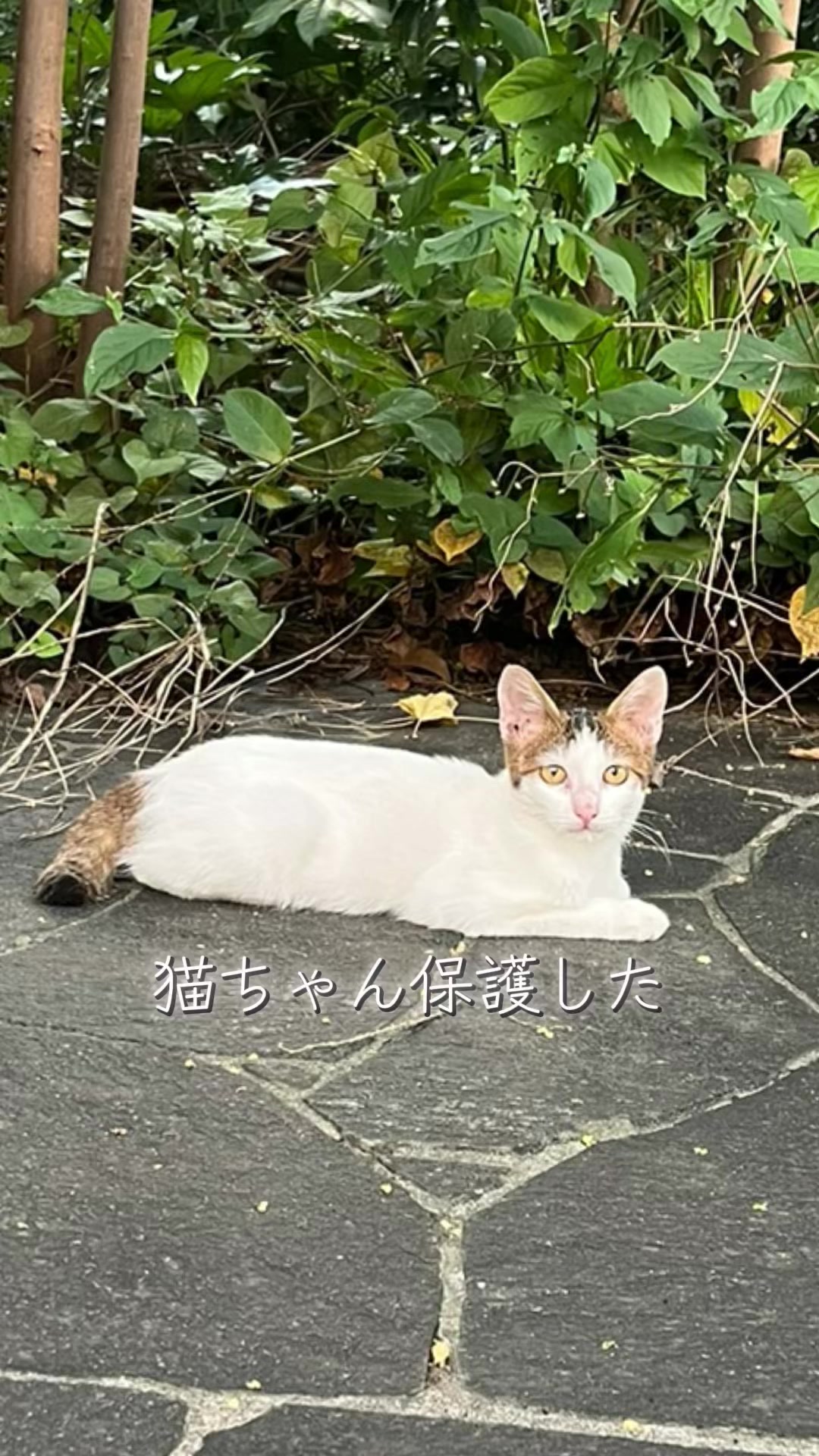 @ふくらんうみ🍶