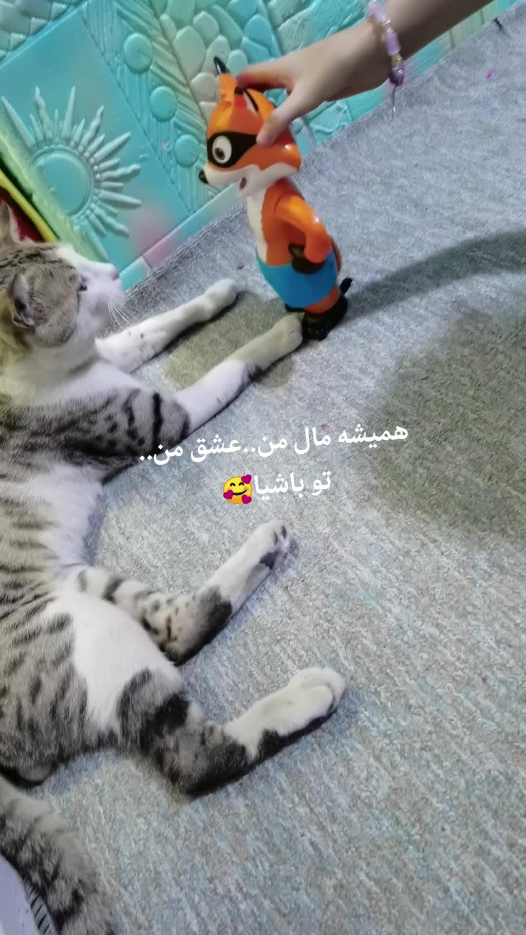@Catslover