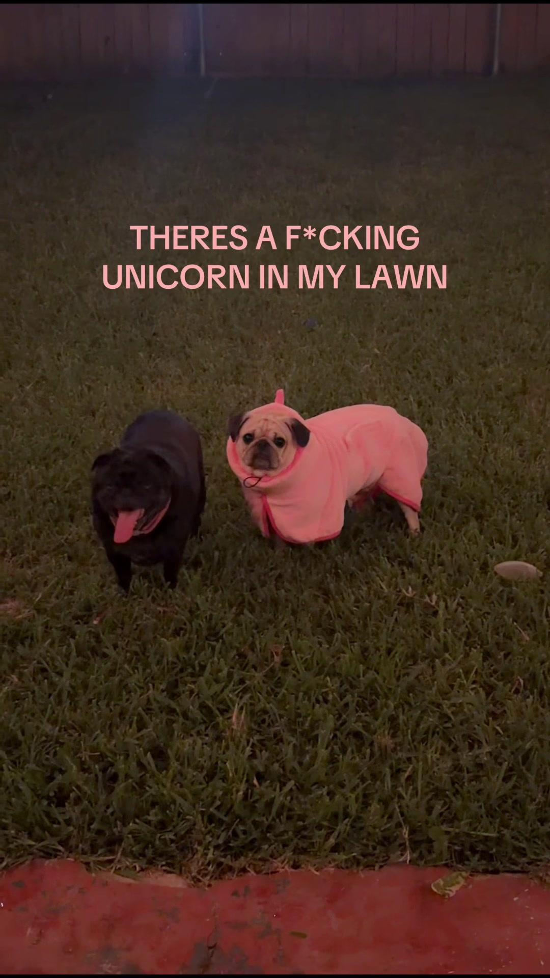 @babycookie