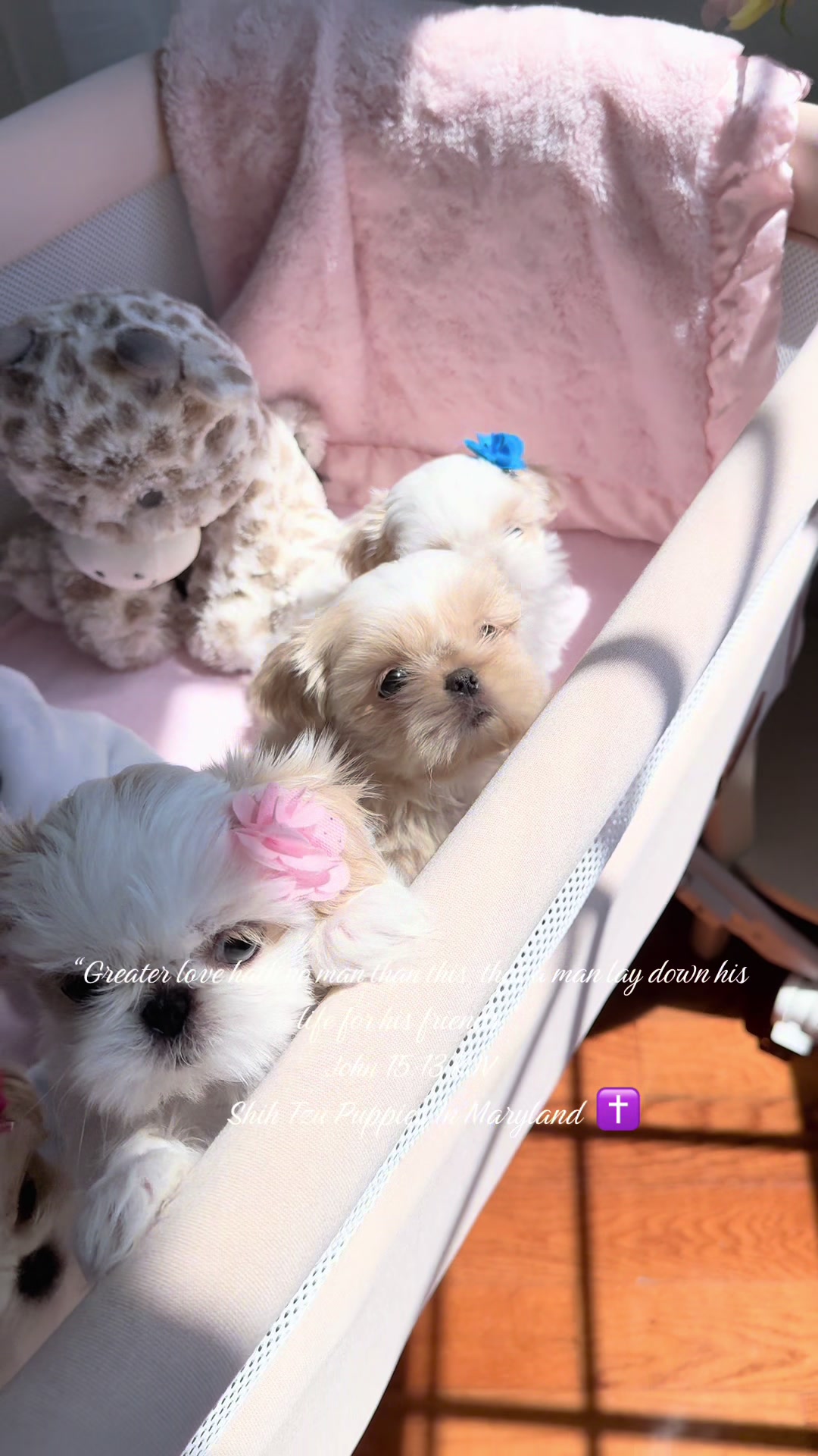 @Shih Tzu Puppies in Maryland