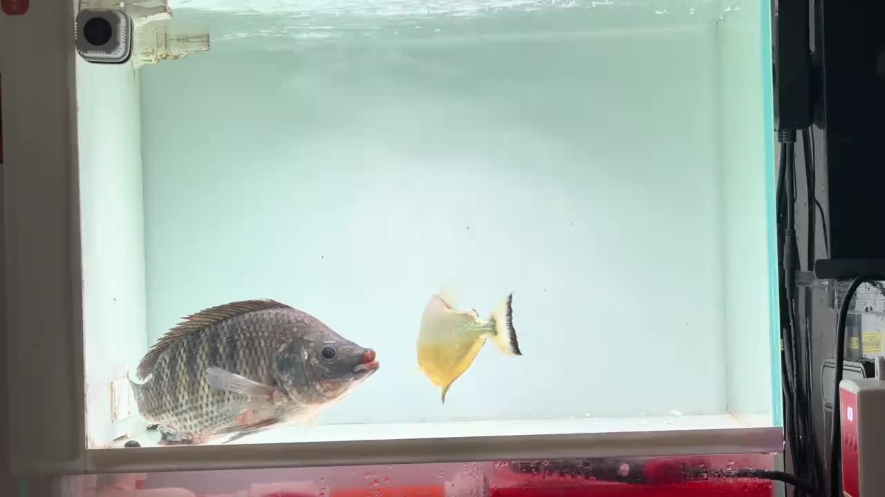 @Monsterfishkeeper