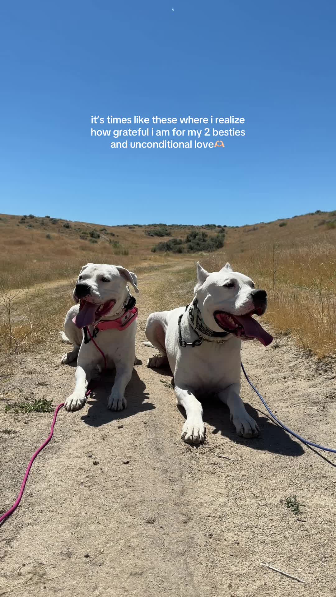 @Dogos of Idaho