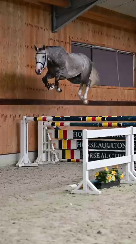 @HorseQuest - Horses for Sale